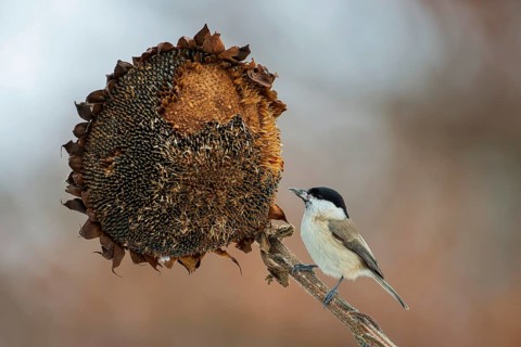 Marsh tit, marsh tit (Poecile palustris) feeding on sunflower, sunflower seeds, sunrise, frost,
