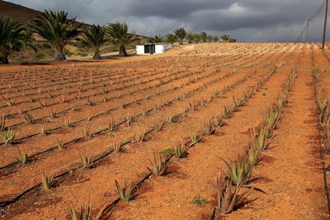 Aloe vera plants commercial cultivation, Tiscamanita, Fuerteventura, Canary Islands, Spain, Europe