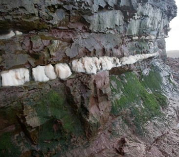 Veins of gypsum in Lower Lias rocks Watchet, Somerset, England, United Kingdom, Europe