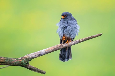 Red-footed Falcon (Falco vespertinus) male, true falcon, resting, sitting, portrait, Kiskunsag