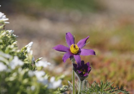 Common pasque flower (Pulsatilla vulgaris), North Rhine-Westphalia-Germany