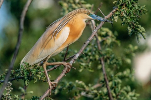 Squacco heron (Ardeola ralloides) sitting in a colony of breeding herons. Arles, Camargue,