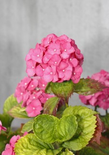 Pink flowering bigleaf hydrangea (Hydrangea macrophylla), North Rhine-Westphalia, Germany, Europe
