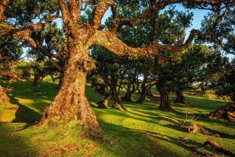 Centuries-old til trees in fantastic magical idyllic Fanal Laurisilva forest on sunset. Madeira