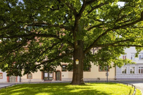 Fountain and peace oak at the Oberkirche, Arnstadt, Thuringia, Germany, Europe