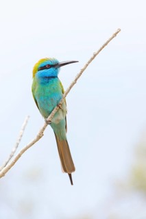 Green bee-eater (Merops orientalis), Mirbat, Salalah, Dhofar, Oman, Asia