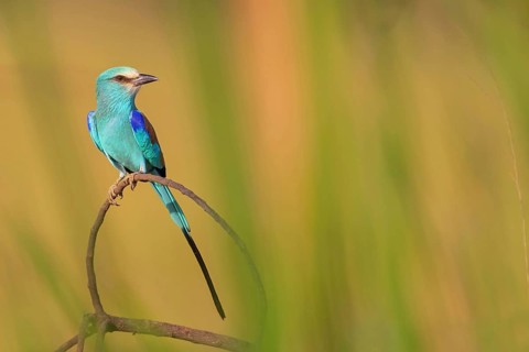 Abyssinian roller (Coracias abyssinica), Kuntaur rice fields, Kuntaur, South Bank, Gambia, Africa