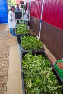 Paw Paw, Michigan, The cannabis harvest is weighed at Grasshopper Farms