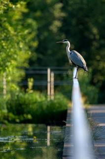 Grey heron (Ardea cinerea), using a railing to forage in a ditch, Ewald colliery, Herten, Ruhr