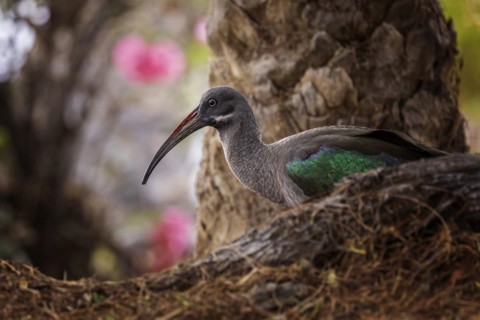 Hadada ibis (Bostrychia hagedash) Family of ibises and spoonbills, foraging, habitat,