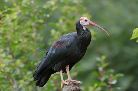 Southern bald ibis (Geronticus calvus), captive, occurrence in Africa