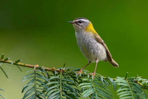 Goldcrest, Regulus ignicapillus, Luce, Mountain area, Luce, Styria, Slovenia, Europe