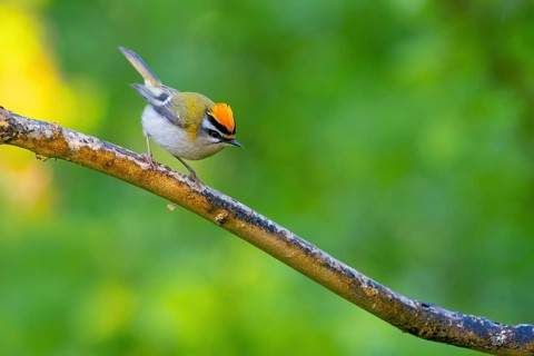 Goldcrest, Regulus ignicapillus, Luce, Mountain area, Luce, Styria, Slovenia, Europe