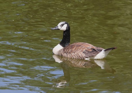 Canada goose (Branta canadensis), with leucism, in a pond, North Rhine-Westphalia, Germany, Europe