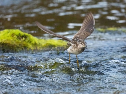 Wood Sandpiper (Tringa glareola), adult, flying across a stream, Finmark, Norway, Europe