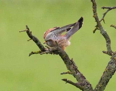 A kestrel perched on a mossy branch against a green backdrop, leaning forward in a defence pose,