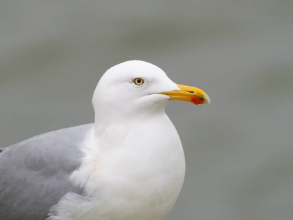 Herring Gull (Larus argentatus), portrait of bird, island of Texel, Holland