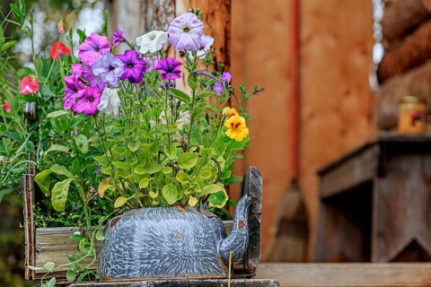 Colourful flowers in an old coffee pot, garden, Wiseman, Alaska, USA, North America