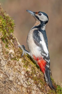 Great Spotted Woodpecker (Dendrocopos major) on a branch in the forest. Bas-Rhin, Alsace, Grand