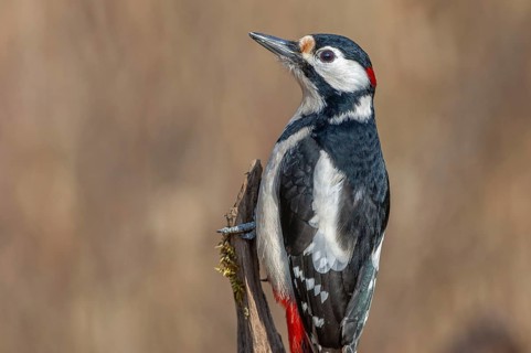 Great Spotted Woodpecker (Dendrocopos major) on a branch in the forest. Bas-Rhin, Alsace, Grand