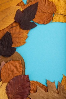 Composition with yellow and brown autumn leaves on blue pastel background. flat lay, top view,