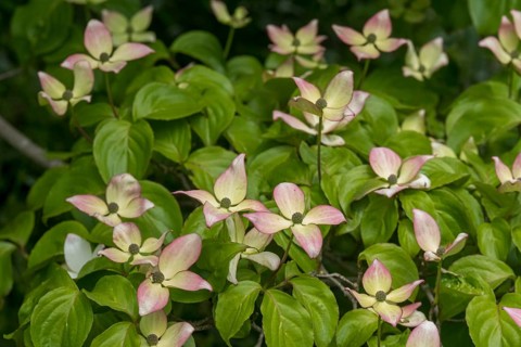Kousa dogwood (Cornus kousa), North Rhine-Westphalia, Germany, Europe