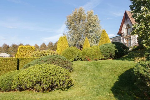 Cottage garden with green lawn, trees, hedges, trimmed bushes and large mountain pines. Modern