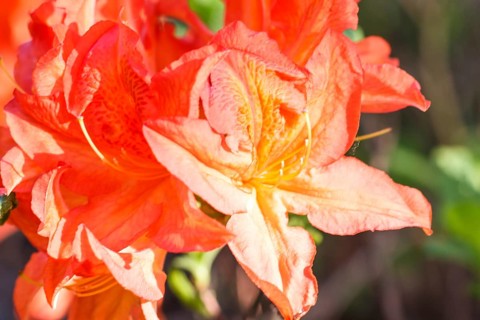 Rhododendron (azalea) flowers of various colors in the spring garden. Closeup. Blurred background