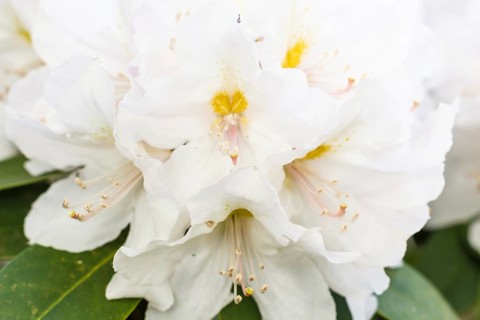 Rhododendron (azalea) flowers of various colors in the spring garden. Closeup. Blurred background