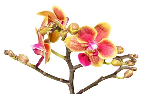 Beautiful orchids of different colors on white and grey background. Phalaenopsis hybrids. Close up