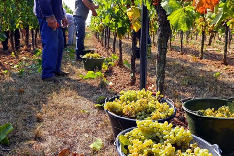 Grape grape harvest: Manual harvest of Chardonnay grapes in a vineyard in the Palatinate