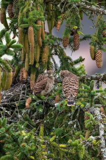 Common kestrel (Falco tinnunculus), two young birds not yet able to fly sitting on a branch outside