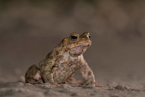 Common toad (Bufo bufo), single male, on the way to spawning waters, evening, toad migration,