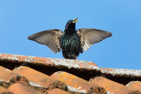 Common Starling (Sturnus vulgaris) adult male, in breeding plumage, singing and displaying on roof