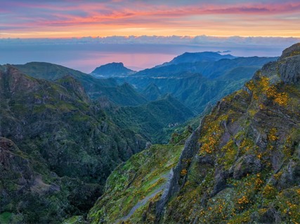 Mountains on sunrise covered in fog and clouds with blooming Cytisus shrubs. Near Pico de Arieiro,
