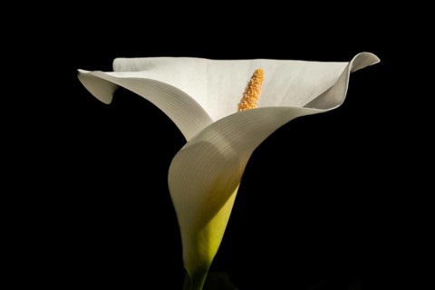 Arum or white calla (Zantedeschia aethiopica) in bloom in spring. Bas Rhin, Alsace, France, Europe