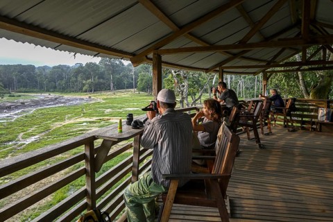 Tourists observe forest elephants (Loxodonta cyclotis) in the Dzanga Bai forest clearing,