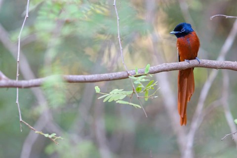 Senegal Paradise Flycatcher, (Terpsiphone rufiventer), Brufut woods, Brufut, South Bank, Gambia,