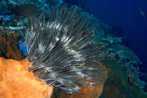 Bennett's hairstar (Anneissia bennetti) in deep sea with blue background, dive site Toyapakeh, Nusa
