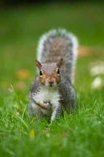 Grey squirrel (Sciurus carolinensis) adult animal on a garden grass lawn, England, United Kingdom,