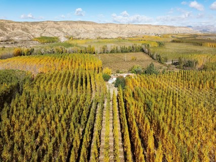 European Aspen (Populus tremula) in autumnal colours. Cultivated for timber. Aerial view. Drone