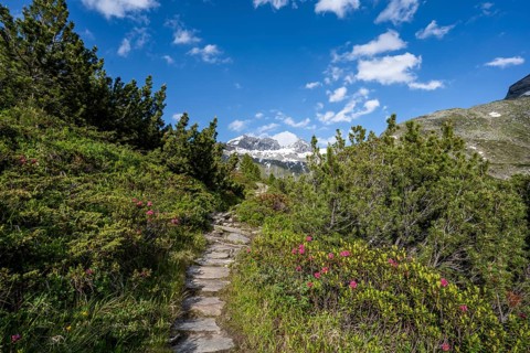 Mountain landscape with hiking trail between blooming alpine roses, behind summit Großer Mörcher,
