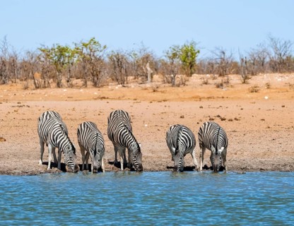 Plains zebras (Equus quagga) drinking at a waterhole, savannah with orange-coloured sand, Okavao