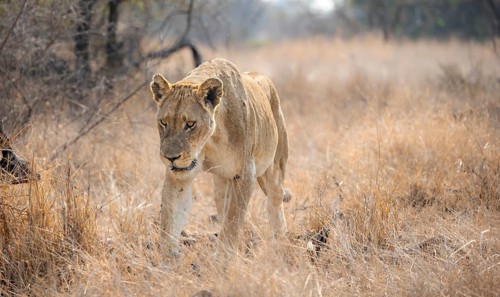 Lion (Panthera leo), adult female, walking through dry grass, African savannah, Kruger National