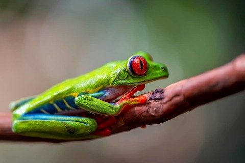 Red-eyed tree frog (Agalychnis callidryas), sitting on a branch, Heredia province, Costa Rica,