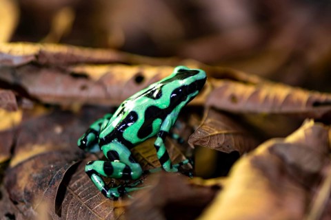 Green and black poison dart frog (Dendrobates auratus) on a leaf, Heredia Province, Costa Rica,