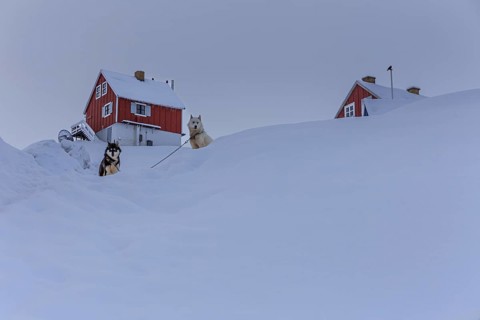 Typical Greenlandic houses in deep snow, Greenland dogs, Husky, Winter, Tasiilaq, East Greenland,