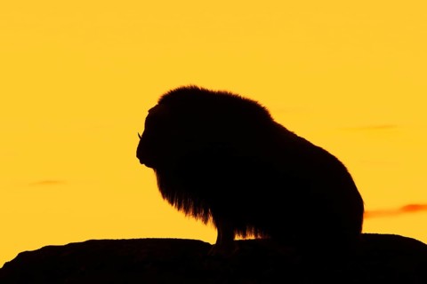 Muskox (Ovibos moschatus) solitary cow, female silhouetted against orange sunset sky in autumn,
