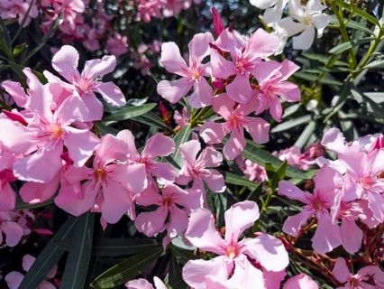 Flowering oleander (Nerium oleander), Italy, Europe