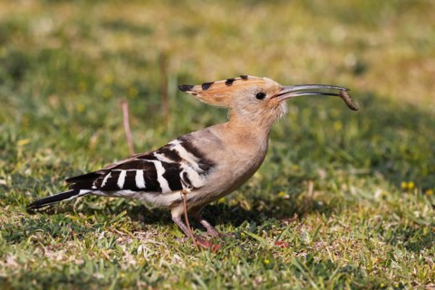 Hoopoe (Upupa epops) with prey, griffon in beak, foraging, Gran Canaria, Spain, Europe